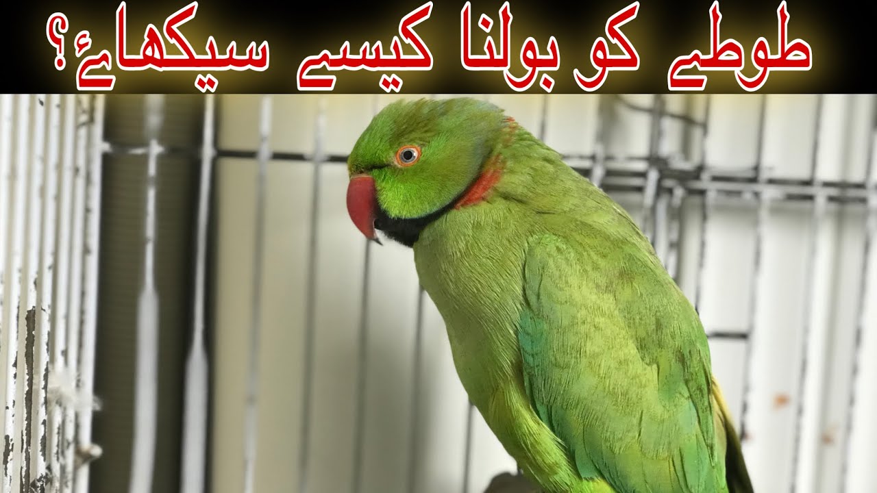 Totay ko Bolna kesa sekhyein? | How to teach your parrot talking?