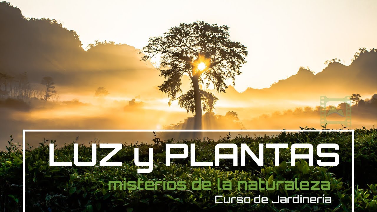 ¿Por qué las 🌱 PLANTAS buscan la 💛☀ Luz del SOL? [v72] Curso básico de Jardinería | LdN