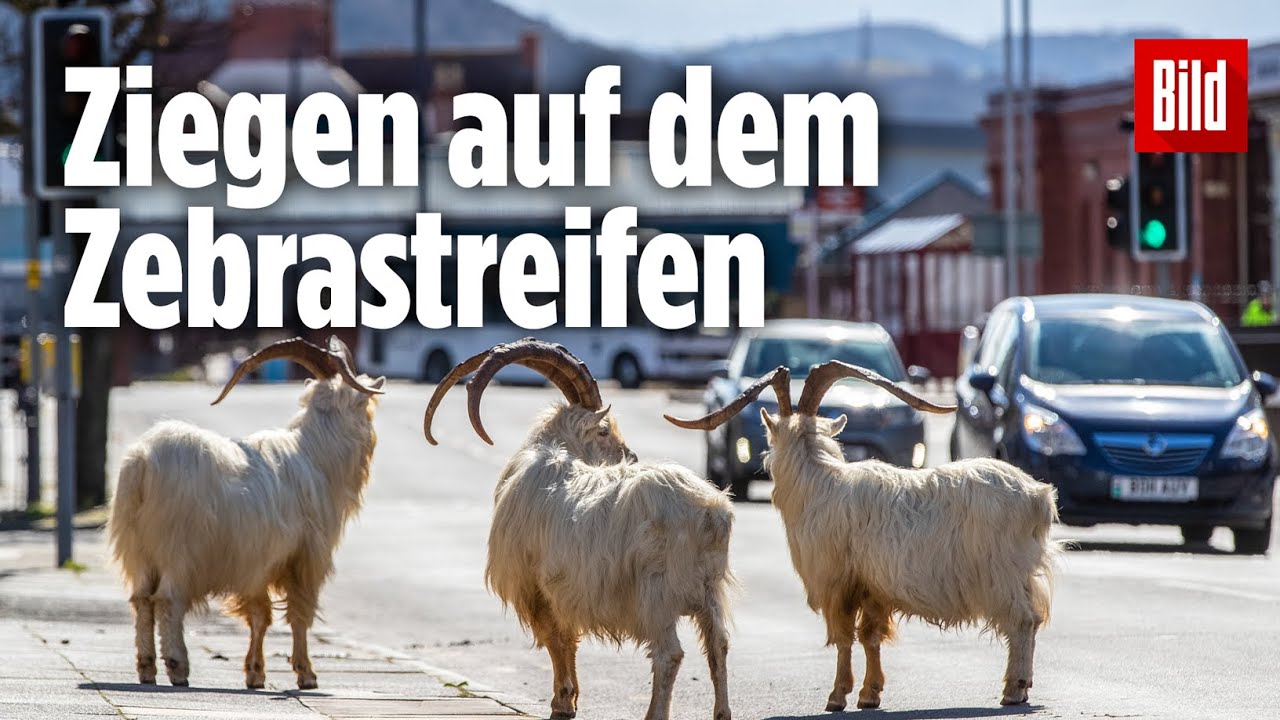 Ein Englisches Dorf mit au&szlig;ergew&ouml;hnlichen Bewohnern: Diese Vierbeiner sind &uuml;berall