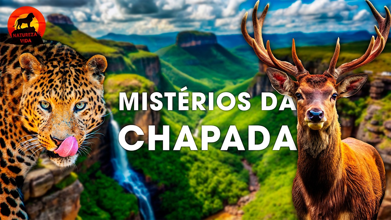 MIST&Eacute;RIOS DA CHAPADA | A Jornada M&aacute;gica das Esp&eacute;cies #animaisselvagens  | NATUREZA VIDA