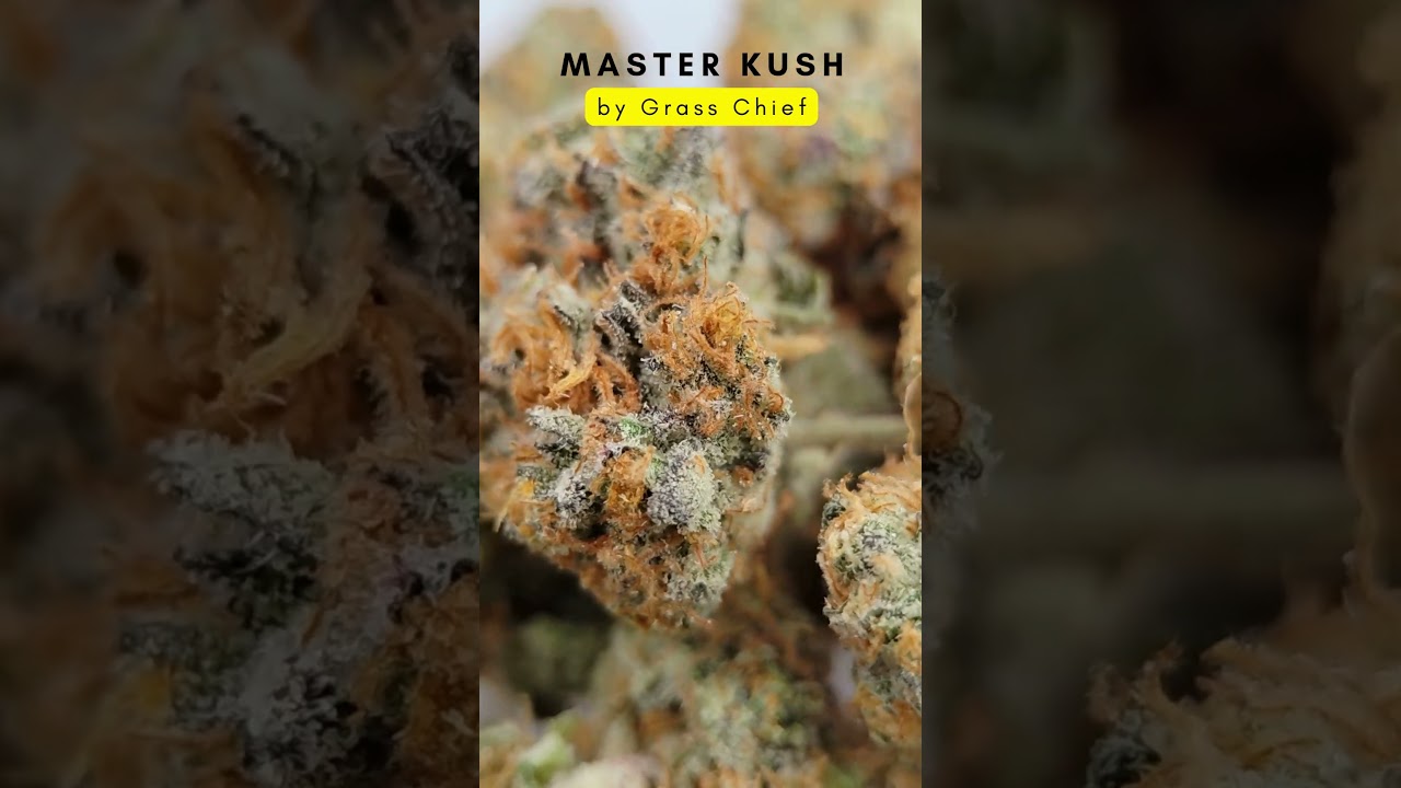 Master Kush: The Icon of Relaxation 🌿👑
