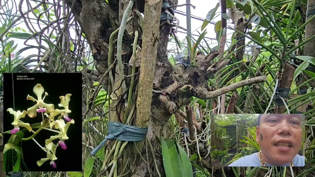 Short Visit || El Paraiso || Rare|| Bloom || V322