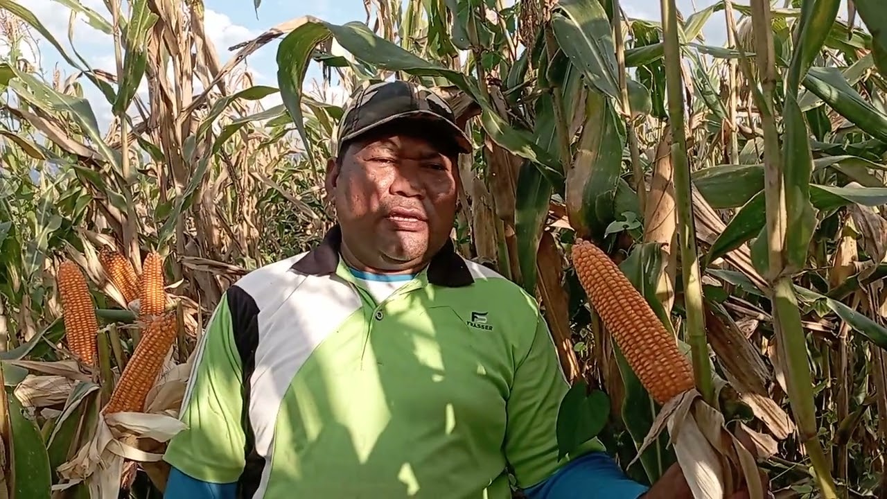 pengalaman Petani menanam Varietas Baru P89 Sahabat Dari Pioneer