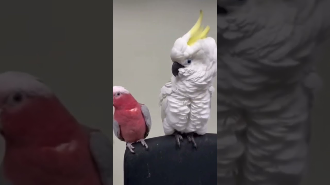 Cockatoo fight #cockatoo #fight
