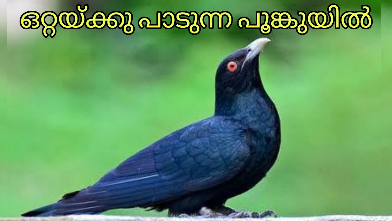 Ottakku paadunna poonkuyile || GS Vlogs || ഒറ്റയ്ക്കു പാടുന്ന പൂങ്കുയിലേ....