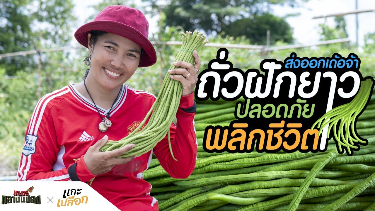 เกษตรกลางแปลงxแกะเปลือก l EP.19 ถั่วฝักยาวส่งออกทำอย่างไร? #ถั่วฝักยาวปลอดภัยพลิกชีวิต
