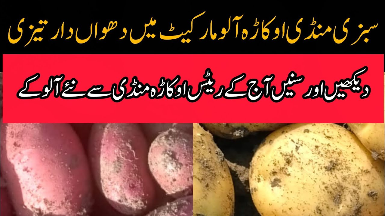 Potato mandi rate aalu mandi rate potato price today okara mandi Punjab 28.01.2026