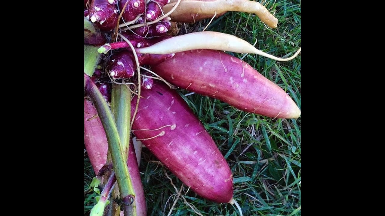 Purple Yacon Fruit Review