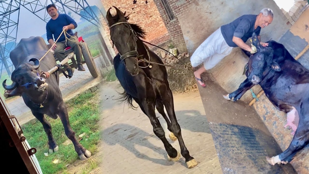 RUKMANI Ko Nehla Diya 🥶Milkha Powerful Hogya 🔥