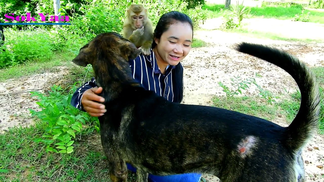 [ COOL PLEASE ] SokYaa & Bella Very Frighten Rott, Just For Fun At Countryside