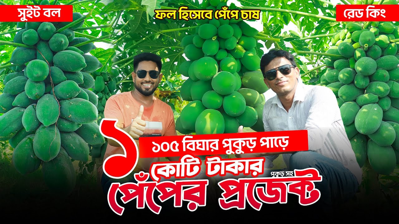 প্রতিটি গাছেই ২ মণের বেশী পেঁপে । পরিচর্যা ছাড়াই কীভাবে সম্ভব গোড়া থেকে ফলন ?