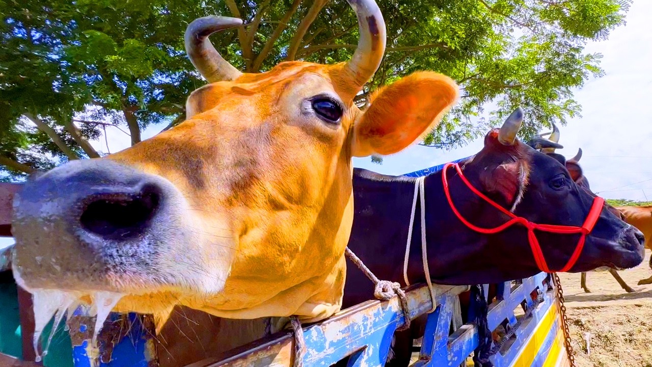 cow unloading, cow videos, cow video, animal, big cow, goru hamba cow, Ep-88