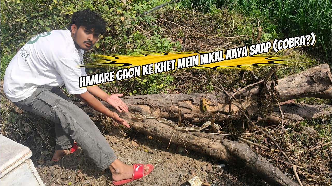 Hamare gaon ke khet mein nikal aaya saap 🐍(Cobra?)