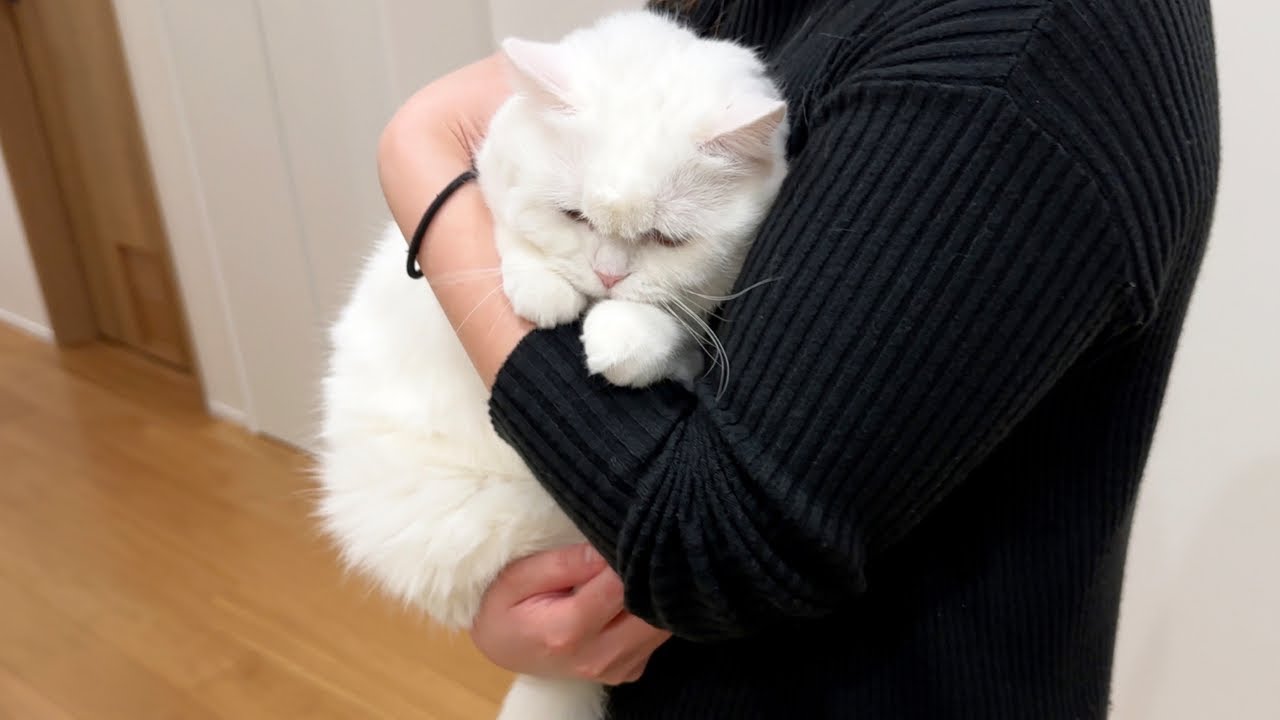 初めて会う妹の友達に抱っこされてぬいぐるみ化する猫…笑