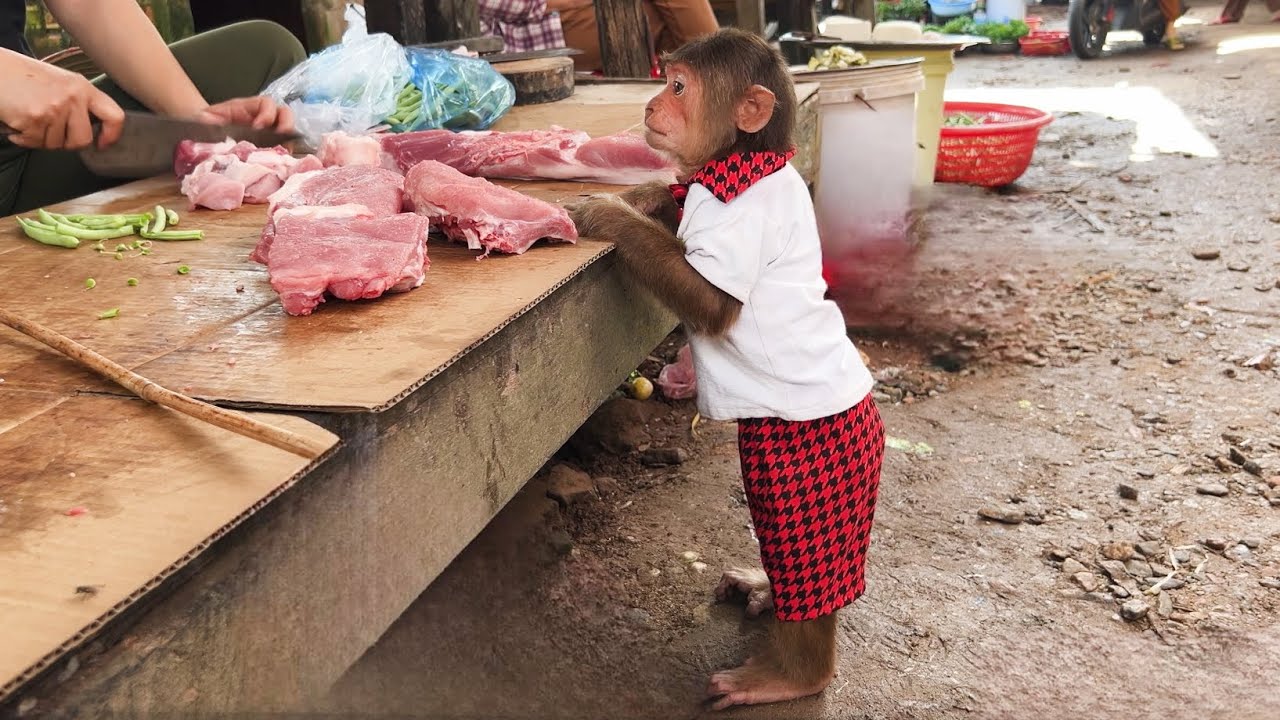 Super monkey! CUTIS return home helps mom go market buy meat cook special meal