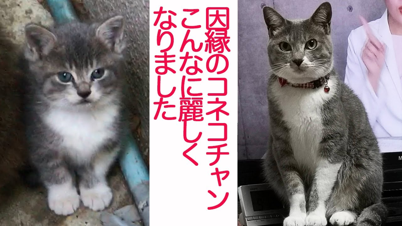 因縁のスーパーコネコチャン、さらなる因縁を呼ぶ　The fateful kitten's story