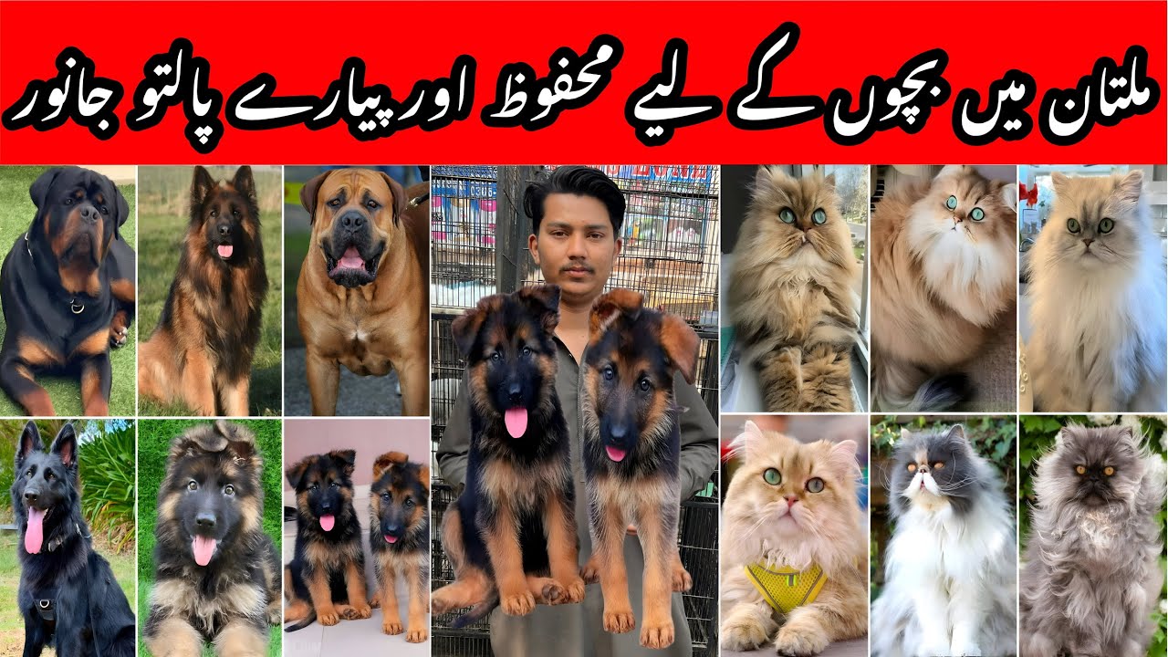 Multan kabooter mandi ki sub sa bari shop | Is shop par har kism ke Dogs & Cats kam price m