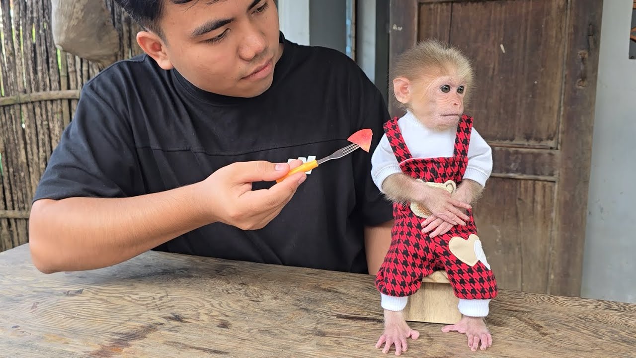Baby Monkey Xuka refuses to eat because she wants her aunt to come back.