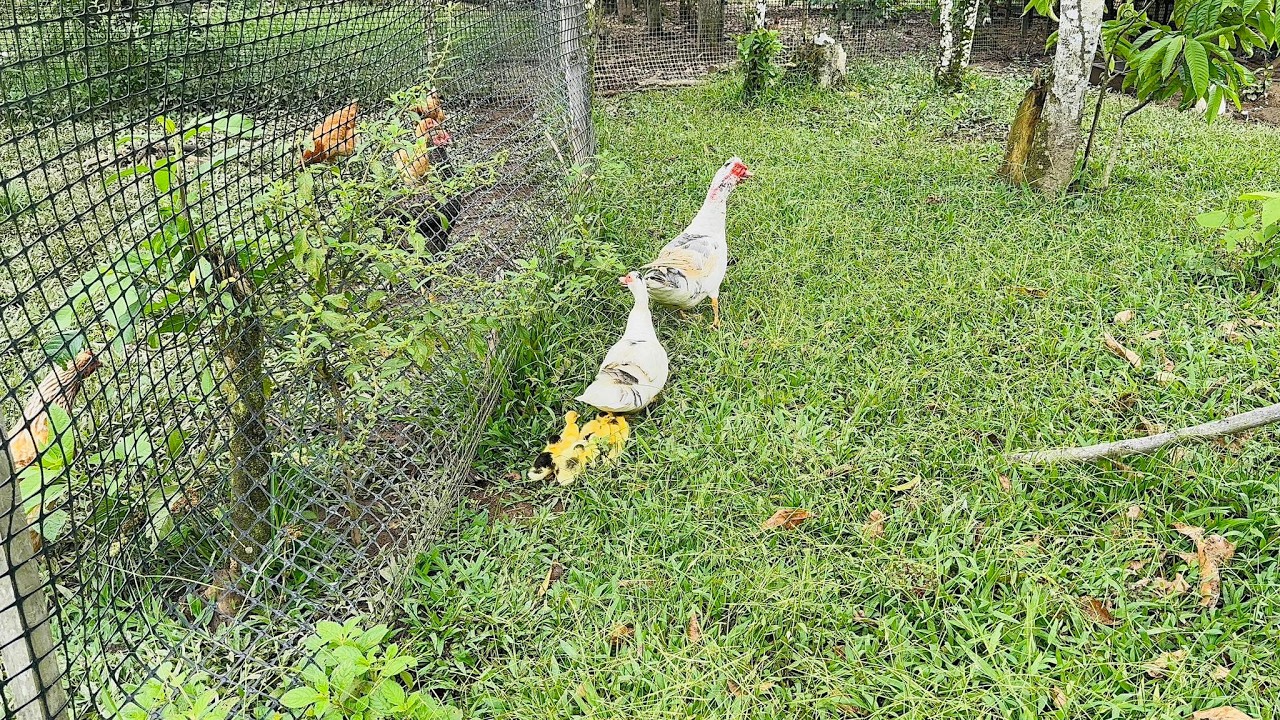 ¡Nacieron los patitos! Mira cuántos salieron del nido