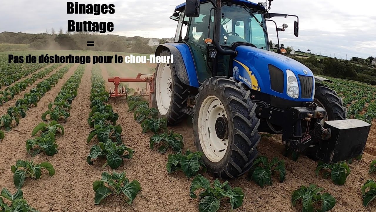 binage et buttage du chou-fleur ( agriculture)
