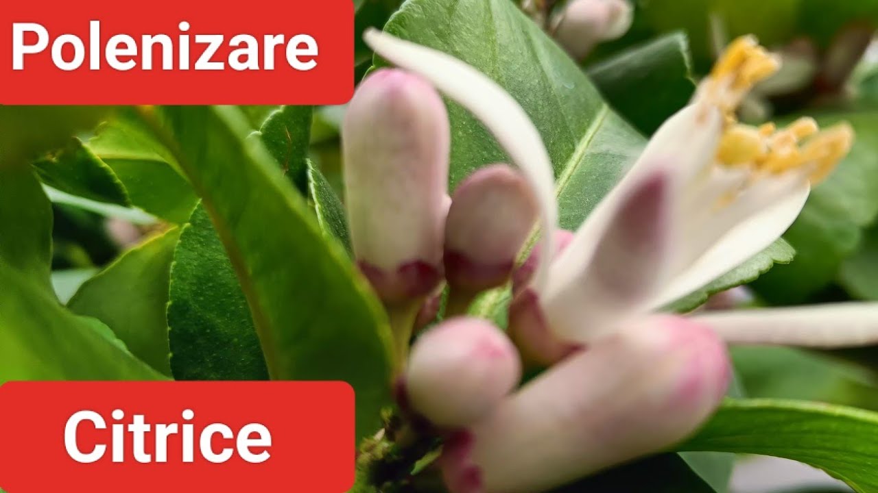 Polenizare lămâi