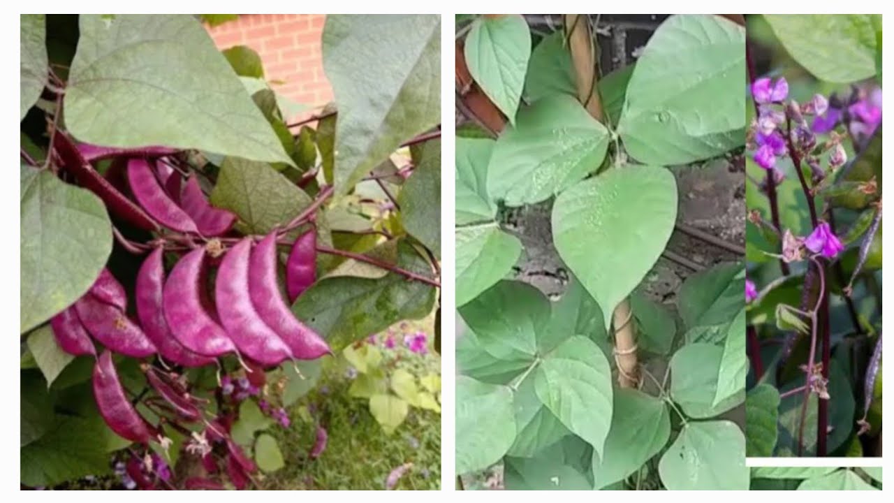 সেপ্টেম্বর মাসে সিমের ফুল যাতে না ঝরে গাছের গোড়ায় কি খাবার দিলাম/fertilize your hyacinth beans uk