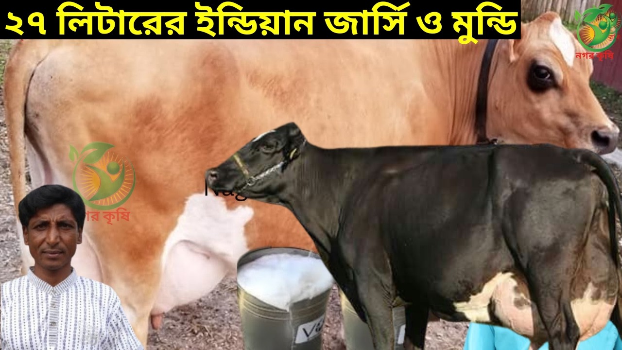 আশরাফুল ভাইয়ের একদম কম দামে বাচ্চা সহ জার্সি গাভী ১৮-২৭  লিটারের মধ্যে বাচ্চা সহ দুধের গাভী কিনুন !