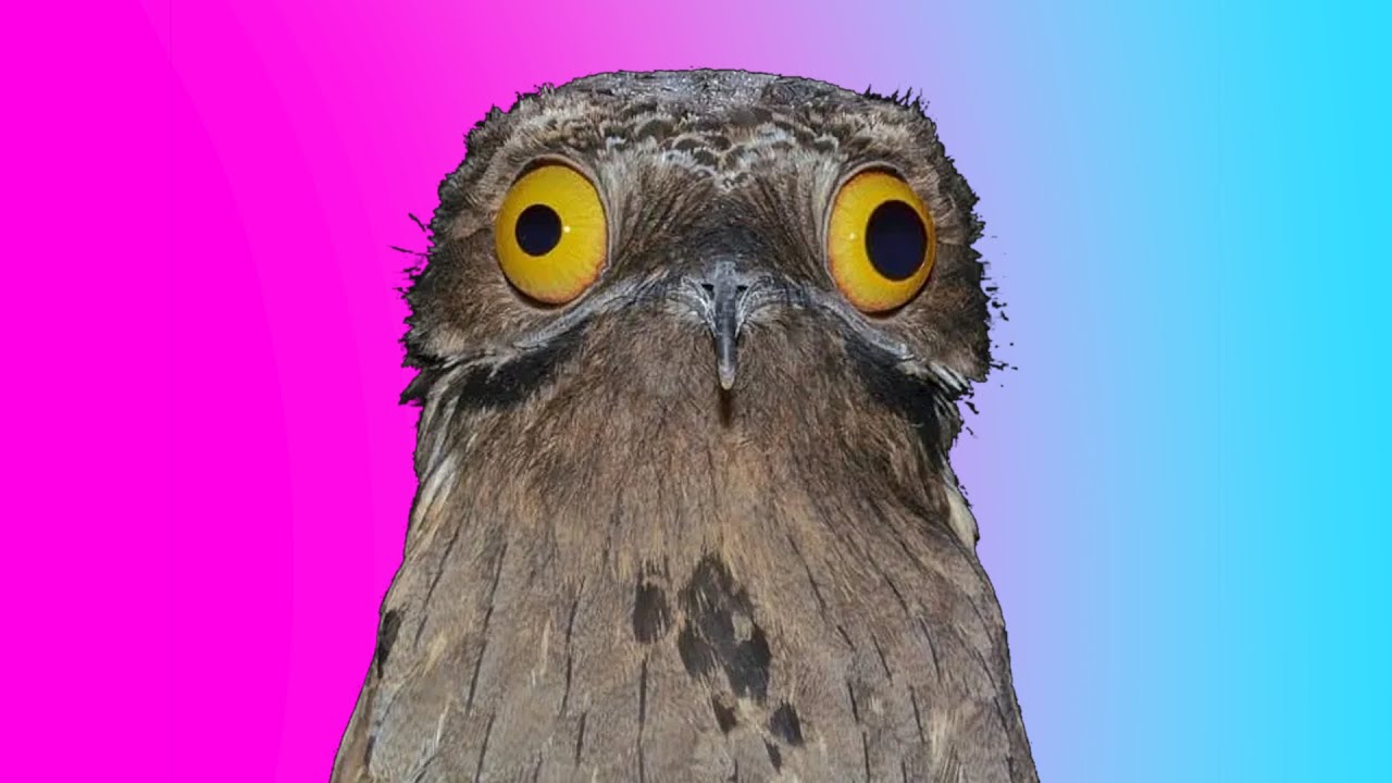 LOS PÁJAROS NO SON REALES