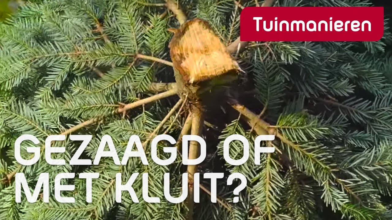 Kies je een gezaagde kerstboom of een boom met kluit? | Kerst | Tuinmanieren