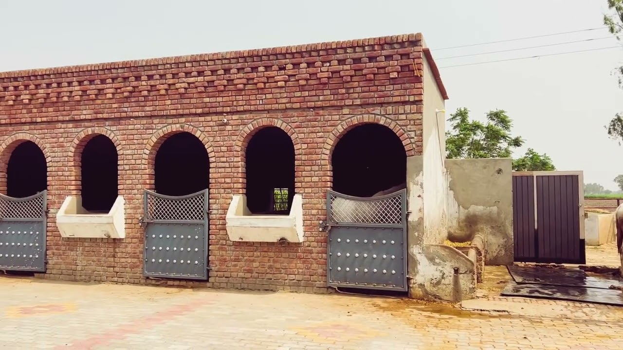 Horse Videos | Stable design | Horse Stables | Marwari | Nukra | Horses | Indian Horses | #trending