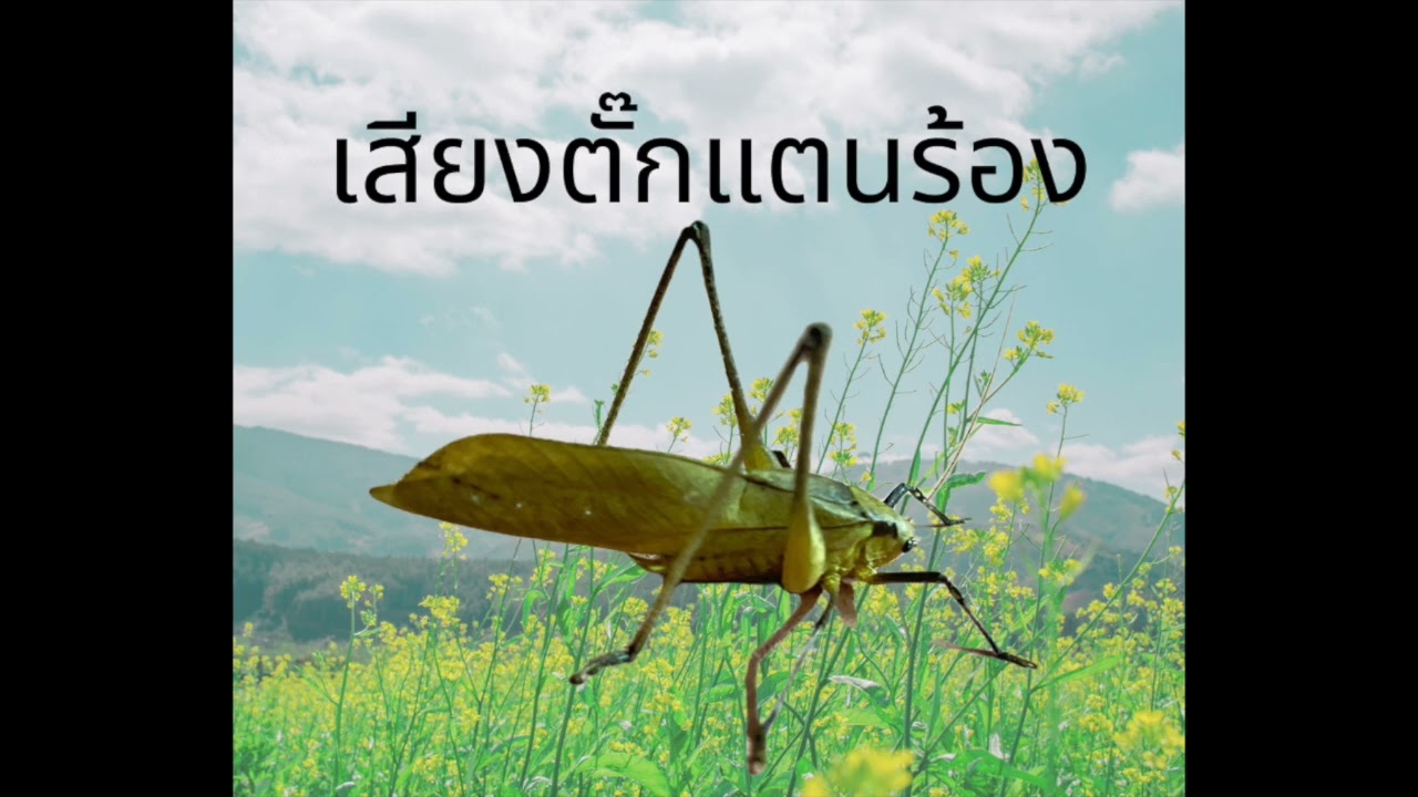 เสียงตั๊กแตนร้อง