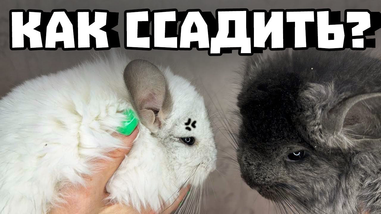 Самый лучший и быстрый способ ссаживания шиншилл! | Может ли шиншилла прожить одна?