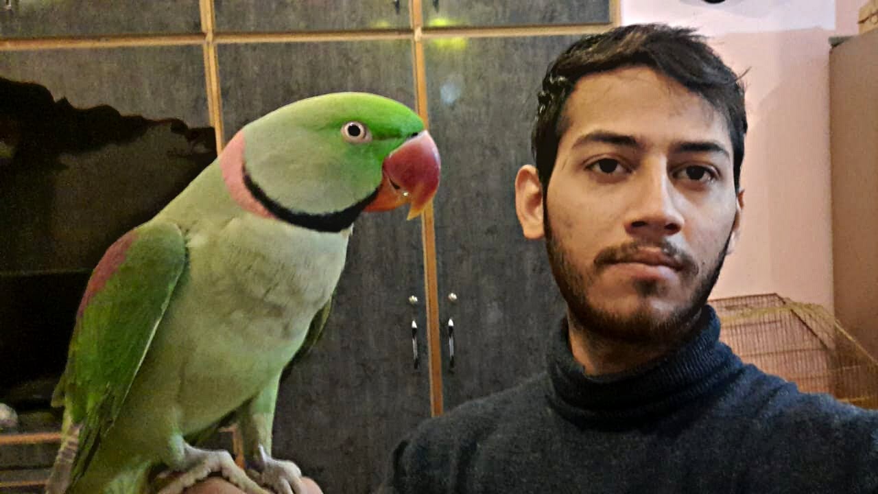 Kashmiri raw parrot babies in lahore || Talking parrot babies || raw parrot