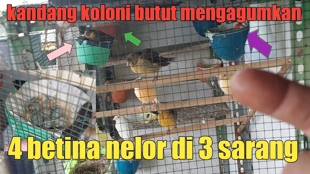 Untungnya ternak kenari koloni 4 betina sekali nelor #ternakkenari #ternakburung #kenari