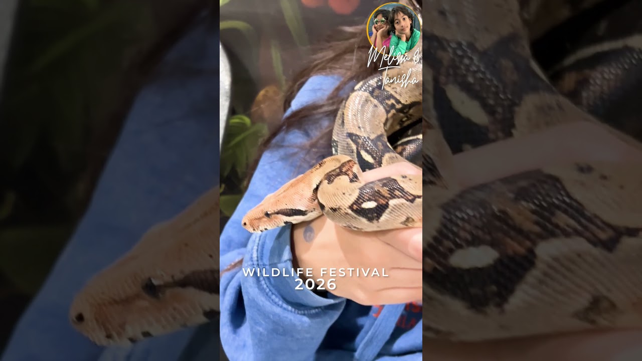Образовательный фестиваль дикой природы учит детей уважению к рептилиям 🦁 🐍 🐘 