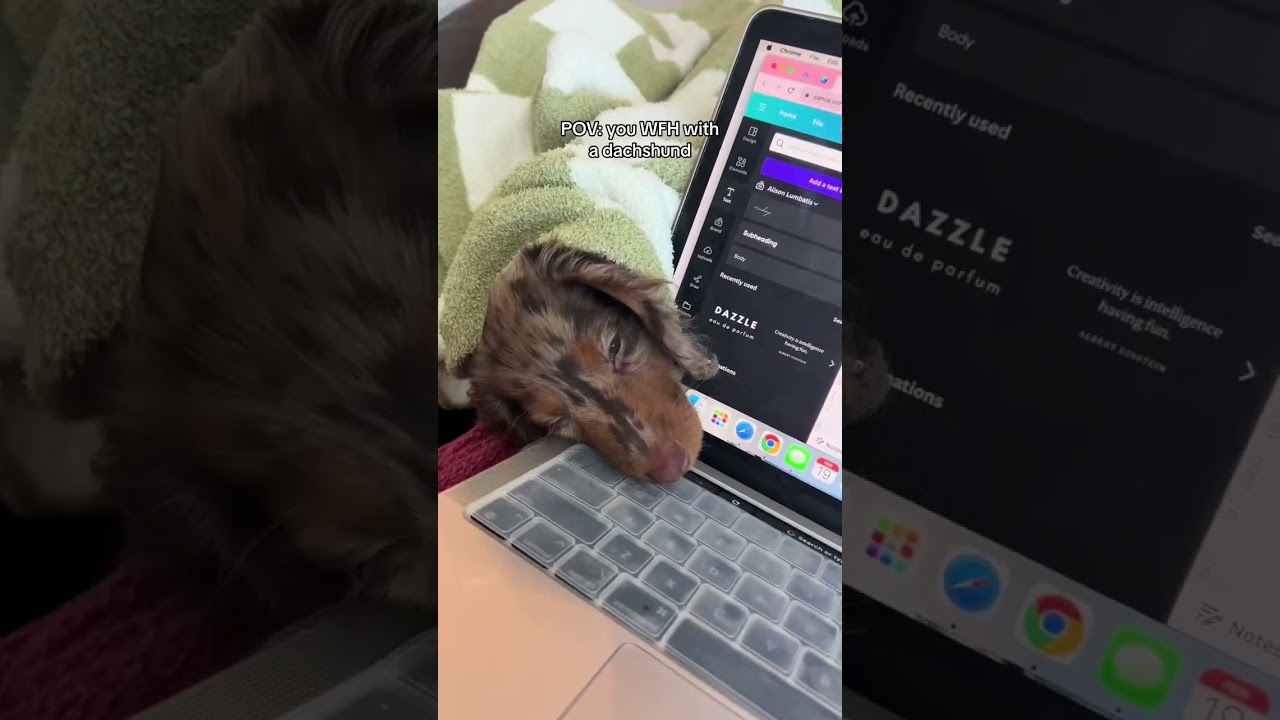 My little assistant