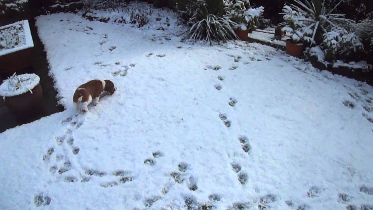 Welshies in the snow