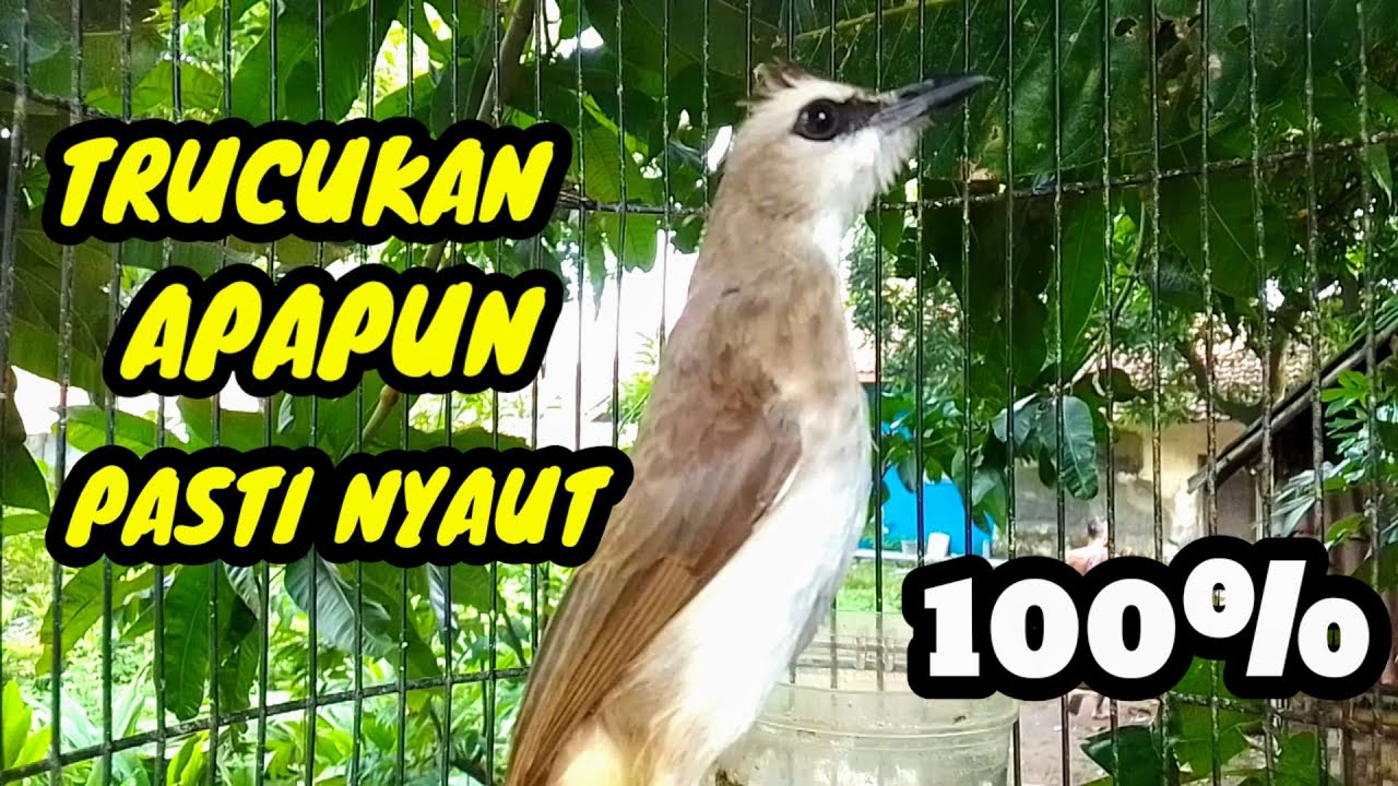 Suara burung trucukan gacor memanggil lawan pancingan trucukan betina memanggil jantan agar bunyi