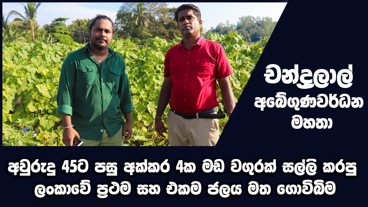 අවුරුදු 45ට පසු මඩ වගුරක් සල්ලි කරපු අපූරු ගොවිබිම