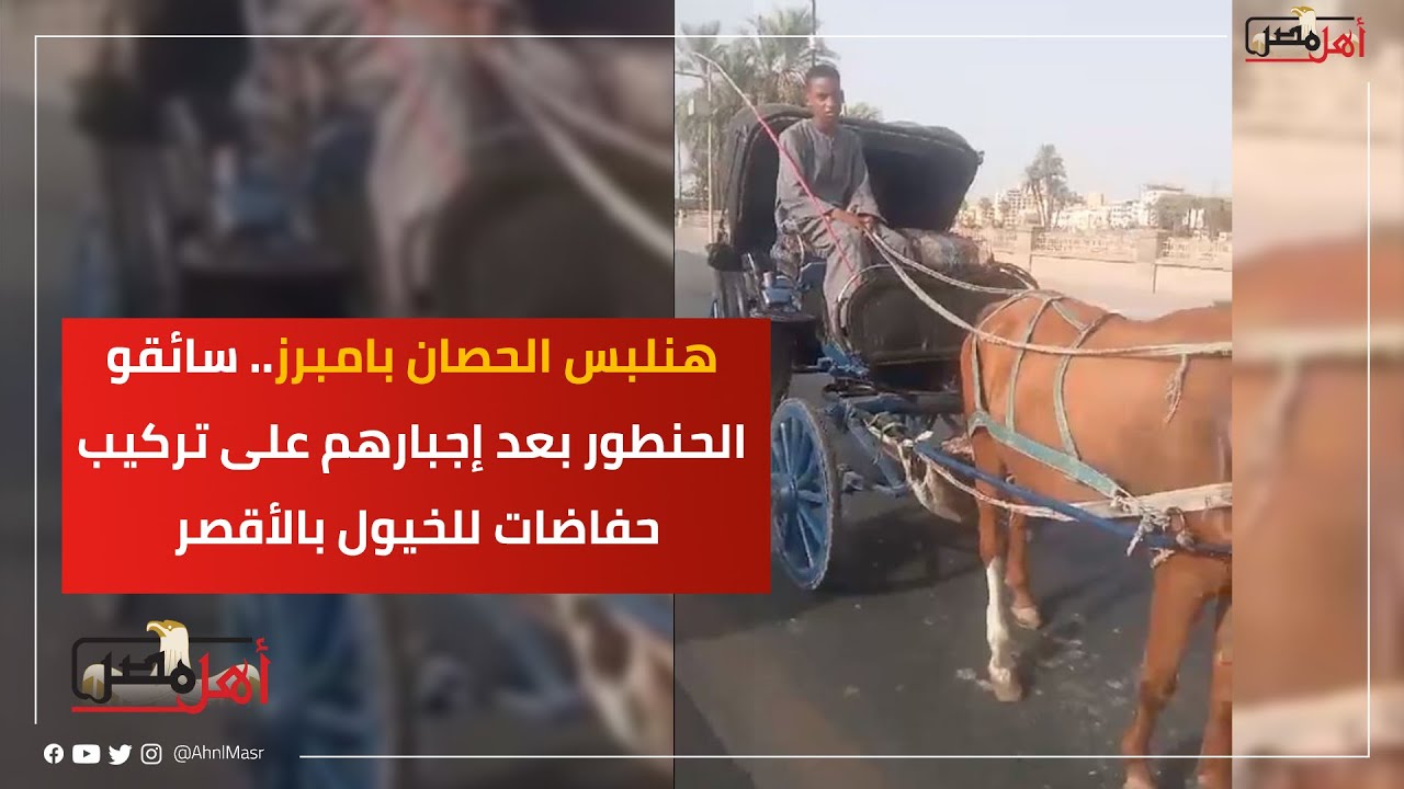 هنلبس الحصان بامبرز.. سائقو الحنطور بعد إجبارهم على تركيب حفاضات للخيول بالأقصر #أهل_مصر #ahlmisr