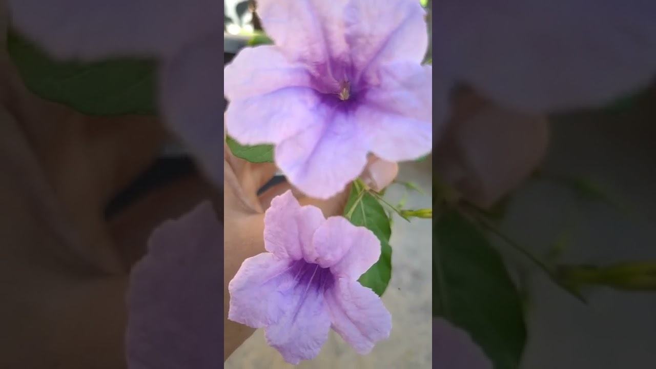 Blooming flower || blue buttercup flower || #livewithnature #nature #plants #bloomingflower #green