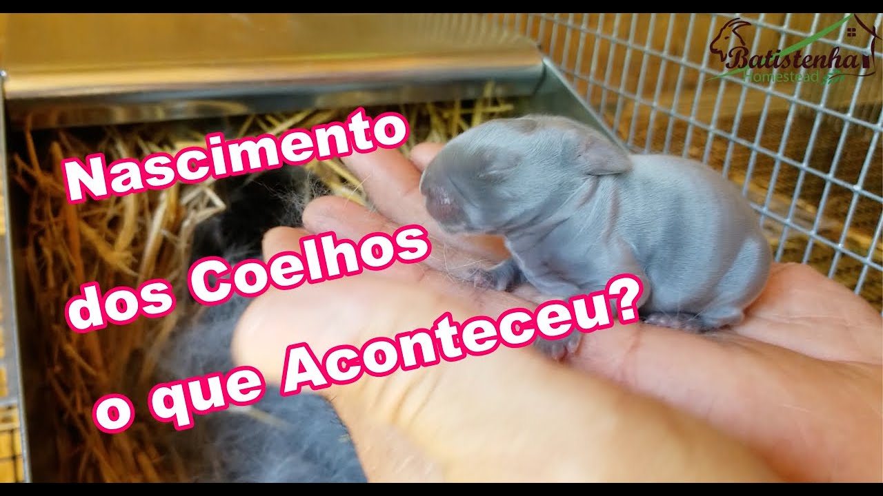 Nascimento dos Coelhos -Tristezas e Alegrias / Birth of Rabbits - Sadness and Joy
