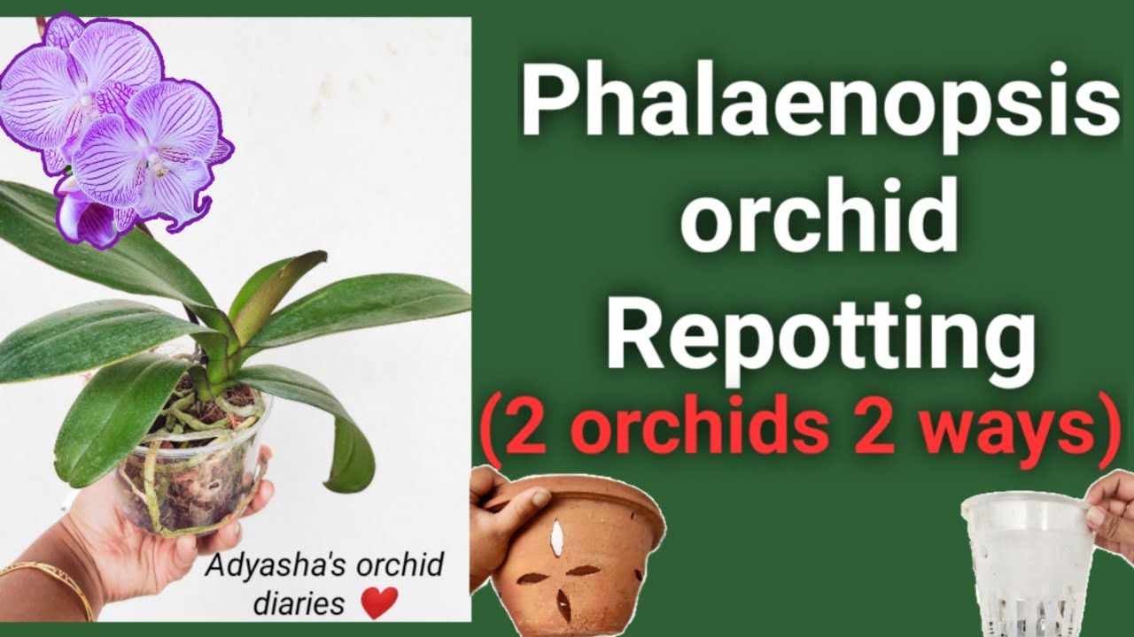 How to repot a Phalaenopsis orchid (new orchid and old overgrown orchid)plastic pot vs clay pot