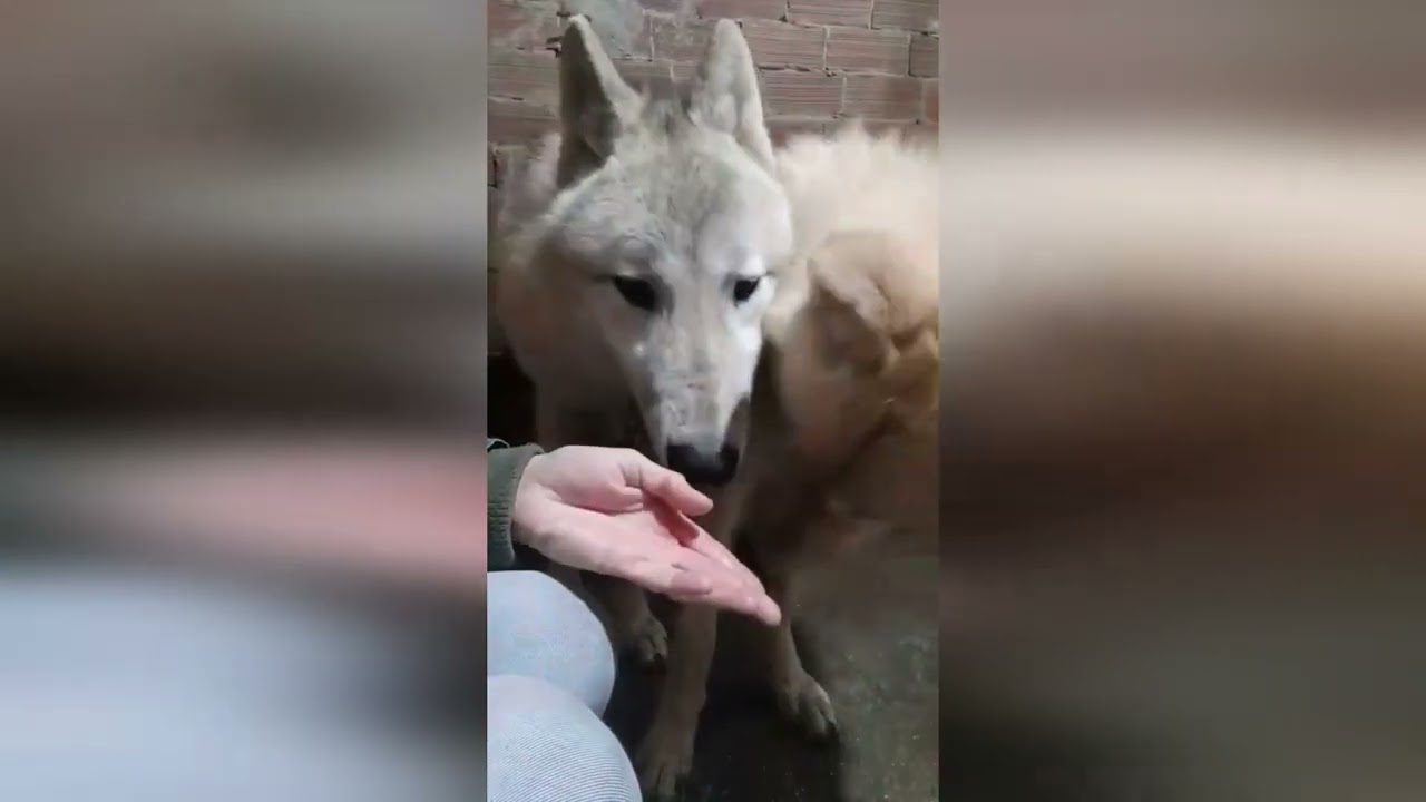 Conoce la historia de Sila y Yukón, 2 descendientes de lobos canadienses ahora en Remember White