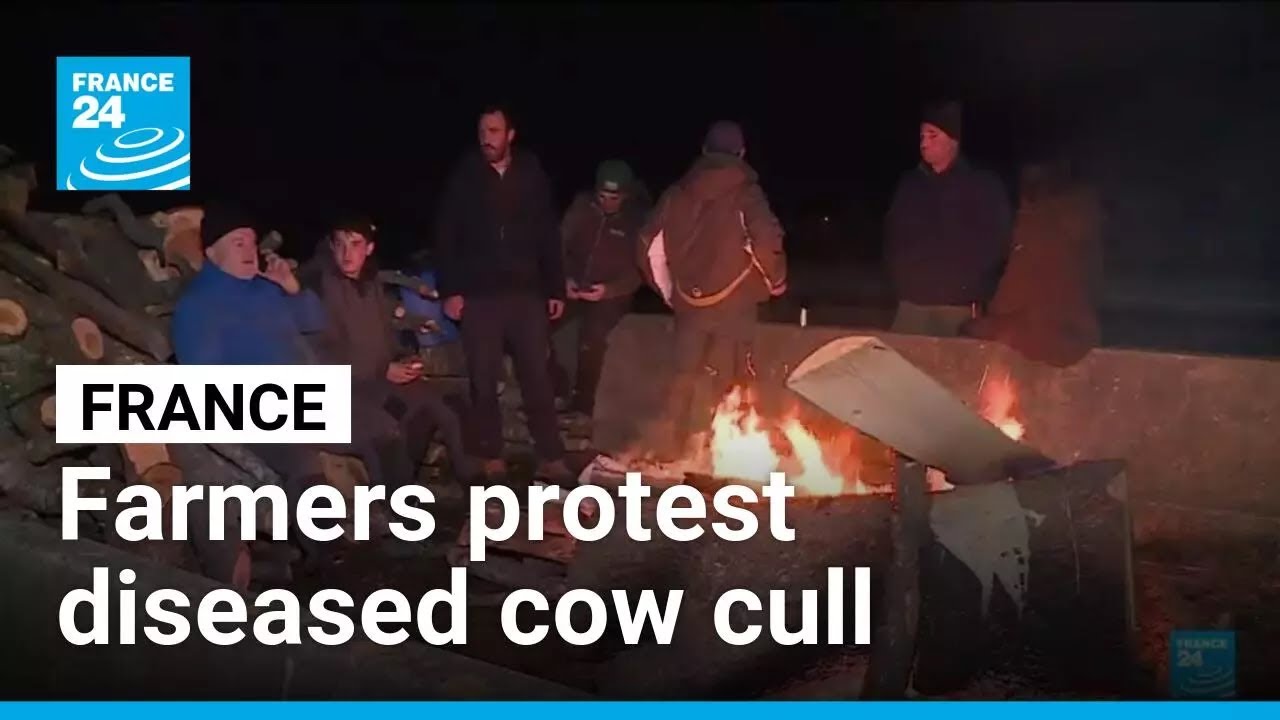 French farmers protest as veterinarians cull diseased&nbsp;cows &bull; FRANCE 24 English