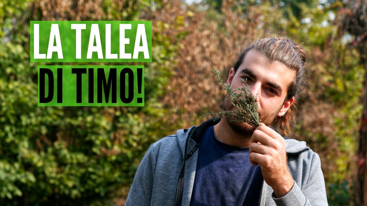 la TALEA di TIMO