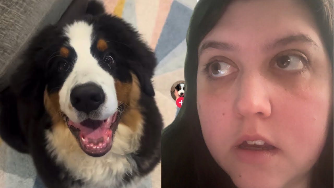 Reacting to Hilarious Dog & Cat Clips from TikTok