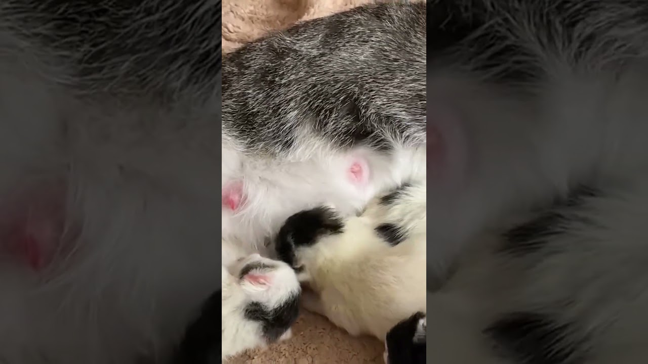 #gatos
