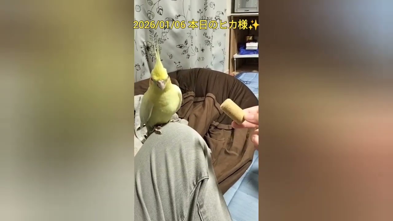 2026/01/06 本日のヒカ様✨️