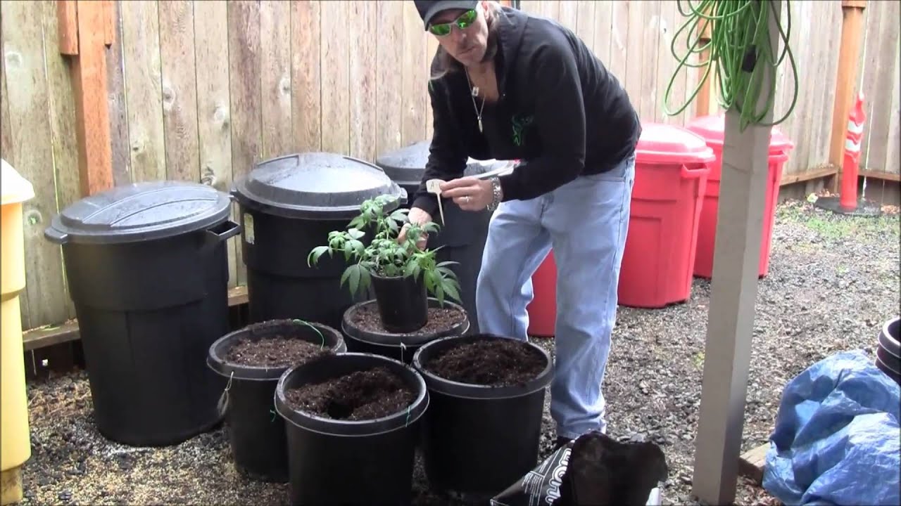 Transplanting.wmv